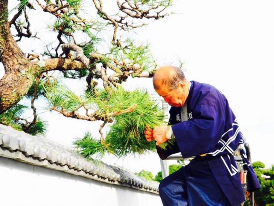 行田市松のお手入れ